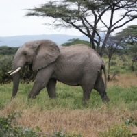 Afrika